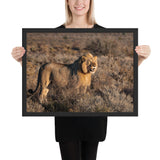 Tableau d'un Lion (Déco)