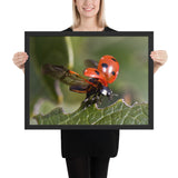 Tableau Coccinelle Parée à voler