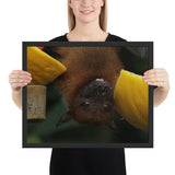 Tableau Chauve-Souris Tête Rigolo