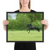 Tableaux Cheval Noir Dans la prairie