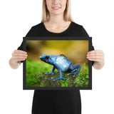 Tableau Grenouille Yeux Noirs
