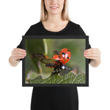 Tableau Coccinelle Volant