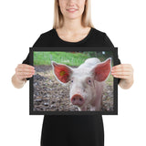 Tableau Animaux Cochon Rose