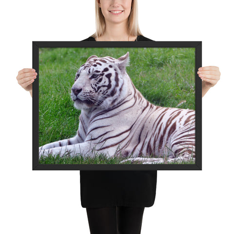 Tableau Tigre Blanc Yeux Bleus Allongé
