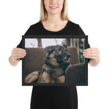 Tableau Animaux Berger Allemand (La Sieste)