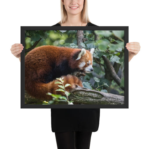 Tableau Panda Roux Chassant