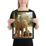 Tableau Animaux Eléphant Indien (Protection)