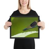 Tableau Animaux Libellule