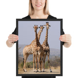 Tableau de Girafe en Groupe Géante