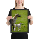 Tableau Animaux de Mouton et son Agneau