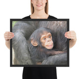 Tableau Chimpanzé le Bébé Souriant
