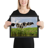 Tableau avec des Vaches Normandes au bord du Lac
