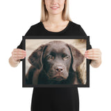 Tableau Animaux Labradors Marrons