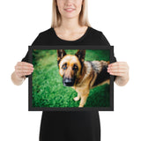 Tableau Animaux Berger Allemand Regard D'Amour