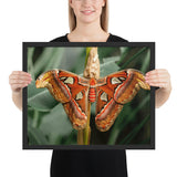 Tableau Deco Papillon Orange