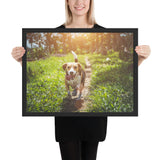 Tableau  Chien Beagle Balade au Soleil