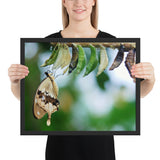 Tableau Déco de Papillons (Chrysalide)