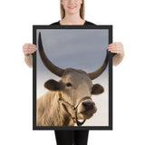 Tableau avec un Taureau Blanc de Face