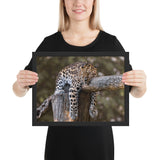 Tableau Jaguar dormant