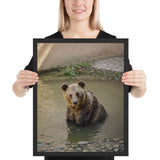 Tableau Montagne <Br> Ours Brun Petite Baignade