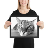 Tableau chat noir et blanc de près