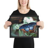 Tableau Animaux Ailes de Papillons (Azur)