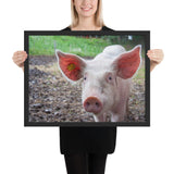 Tableau Cochon Rose Grosse Oreille