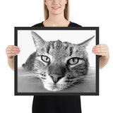 Tableau chat noir et blanc de très pres