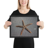 Tableau Animaux Etoile de Mer