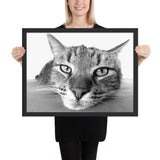 Tableau chat noir et blanc en zoom