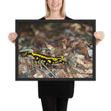 Tableau Salamandre Jaune