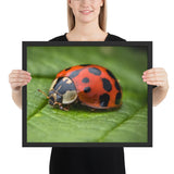 Tableau Coccinelle sur une Feuille