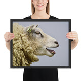 Tableau de Mouton d'élevage