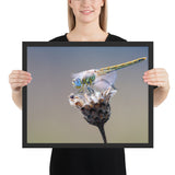 Tableau Insecte Tête Bleu