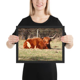 Tableau Vache Highland Orange