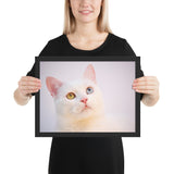 Tableau Chat Coloré (Blanc) Yeux Vairons