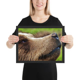 Tableau Animaux Ours Brun en Zoom