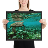 Tableau Tortue de Mer (Eau Turquoise) Animaux