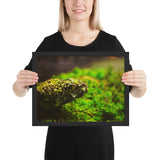 Tableau Animaux de Serpent Tacheté