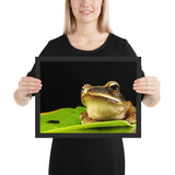 Tableau Moderne Grenouille sur une Feuille