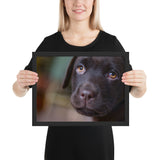 Tableau Animaux Labradors
