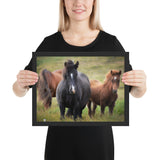 Tableau Photo de Cheval Noir et Brun