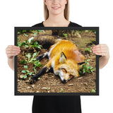 Tableau  Renard Adulte Endormi