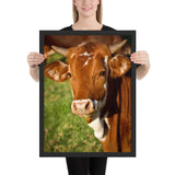 Tableau de Taureau le Poil Blanc