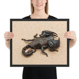 Tableau Scorpion Noir et Gros