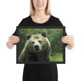 Tableau Animaux Grizzly Manteau de Velours