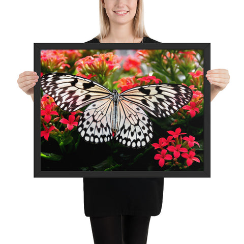 Tableau de Papillons Rouges Somptueux