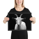 Tableau Animaux Chèvre Blanche