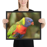 Tableau Animaux Multicolore Perruche