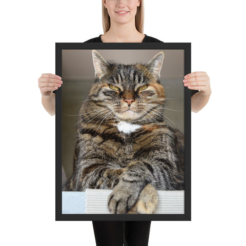 Tableau Chat Pelage Tigré Sauvage